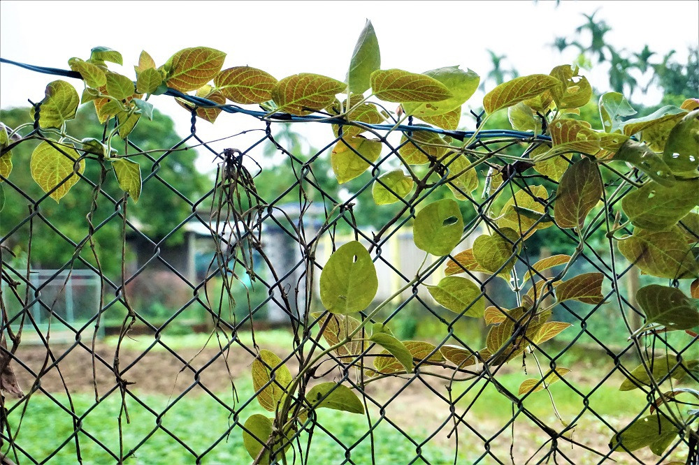 "Hái ra tiền" với cây leo bờ rào mà không mất một đồng đầu tư - Hình 3 "Hái ra tiền" với cây leo bờ rào mà không mất một đồng đầu tư ảnh 3