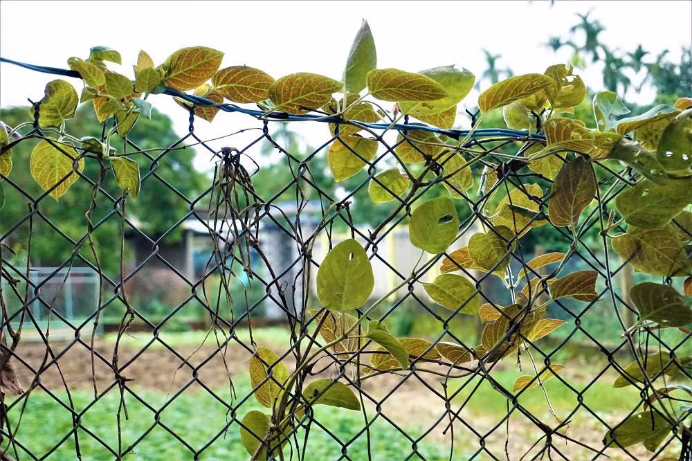 "Hái ra tiền" với cây leo bờ rào mà không mất một đồng đầu tư ảnh 3