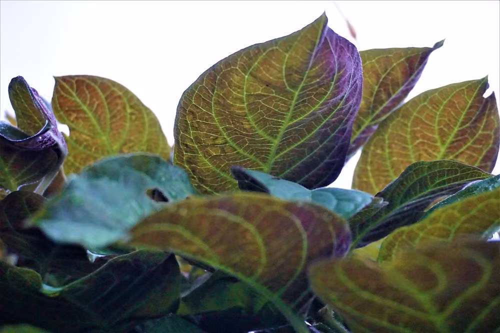 "Hái ra tiền" với cây leo bờ rào mà không mất một đồng đầu tư ảnh 4