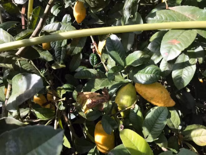 Chanh yen rung hiem gap, tro thanh mat hang duoc nhieu nguoi lung mua-Hinh-3