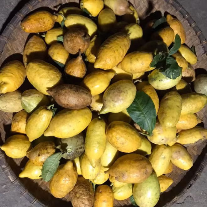 Chanh yen rung hiem gap, tro thanh mat hang duoc nhieu nguoi lung mua-Hinh-2