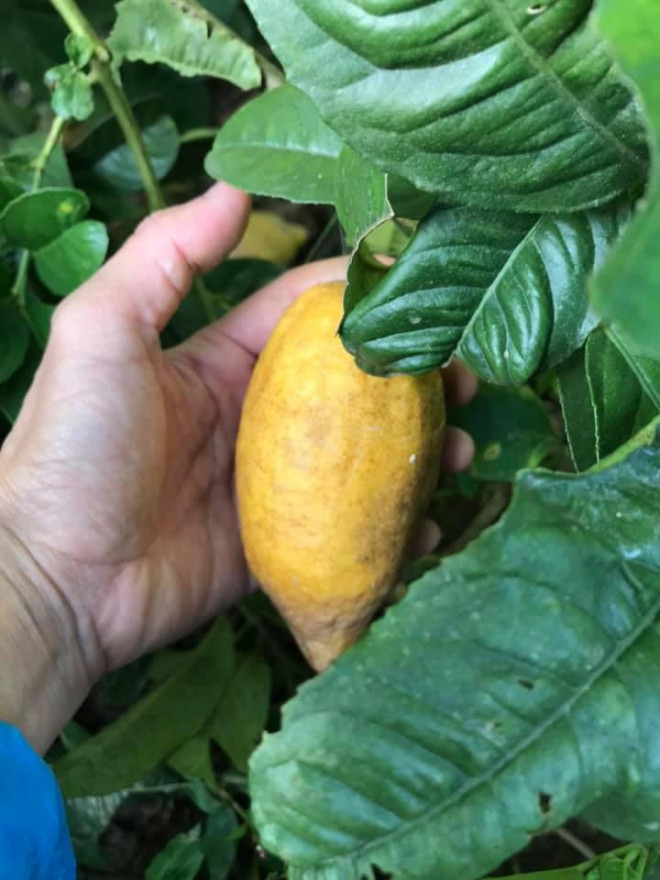 Chanh yen rung hiem gap, tro thanh mat hang duoc nhieu nguoi lung mua-Hinh-4