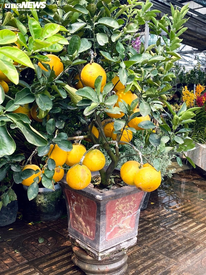 Nguoi Sai Gon ru nhau di tau buoi Dien trung Tet-Hinh-4