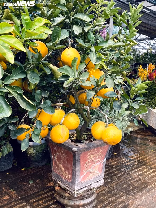 Nguoi Sai Gon ru nhau di tau buoi Dien trung Tet-Hinh-4