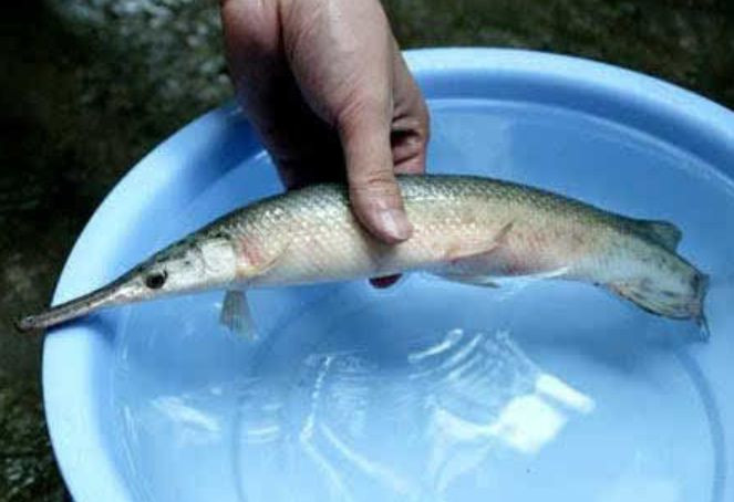 Cau duoc con ca ky la, nguoi dan ong gap phai su co khi che bien