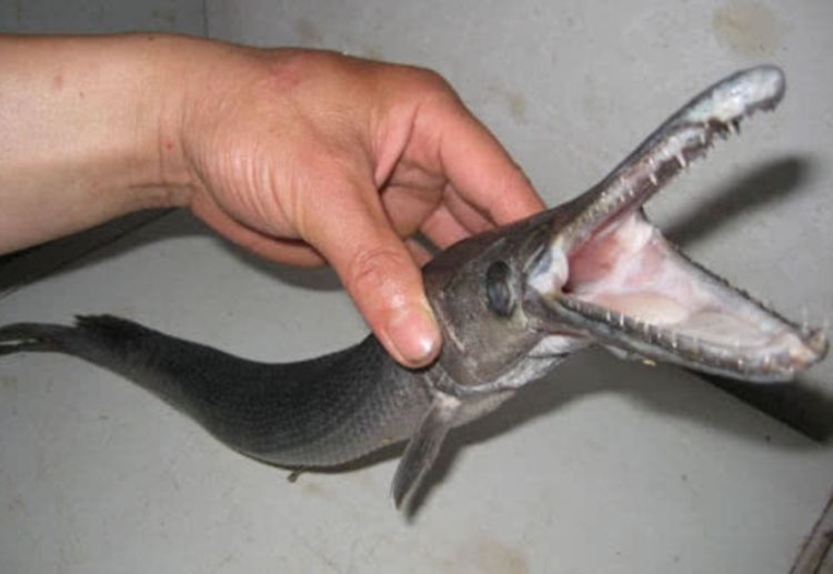 Cau duoc con ca ky la, nguoi dan ong gap phai su co khi che bien-Hinh-2