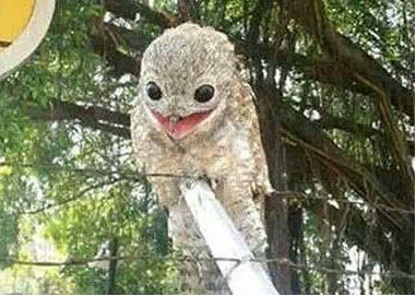 Phát hiện con vật đậu trên hàng rào, khi lại gần cô gái liền bỏ chạy Phat hien con vat dau tren hang rao, khi lai gan co gai lien bo chay