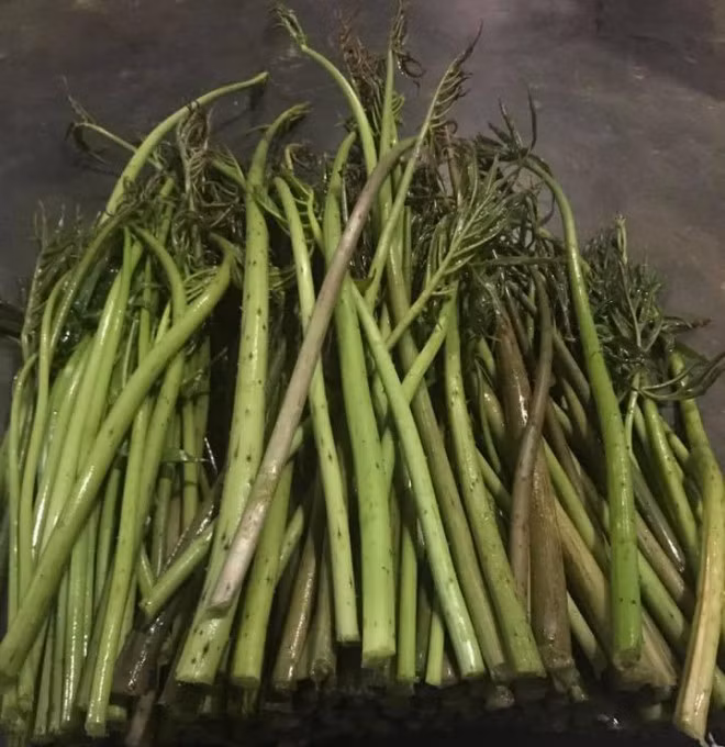 Xua dung de chong doi, nay trong loai rau nay kiem tien trieu moi ngay-Hinh-3