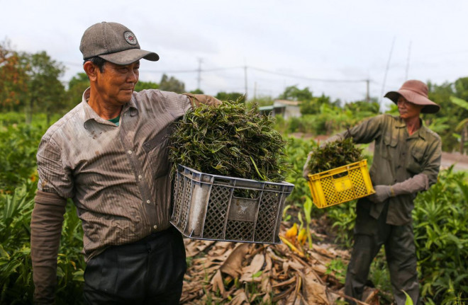 Xua dung de chong doi, nay trong loai rau nay kiem tien trieu moi ngay-Hinh-2
