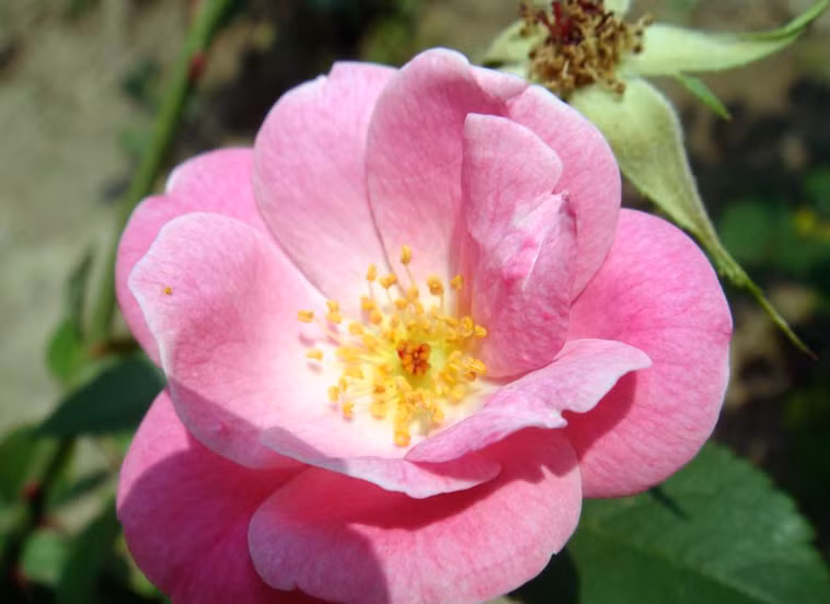 Những người sinh vào ngày 4 hoặc 24 Âm lịch. Người sinh vào hai ngày Âm lịch này trời sinh rất dễ hòa đồng. Họ có tính cách mềm mỏng, nhẹ nhàng, luôn đem lại cho người khác cảm giác thoải mái, dễ hoà hợp.