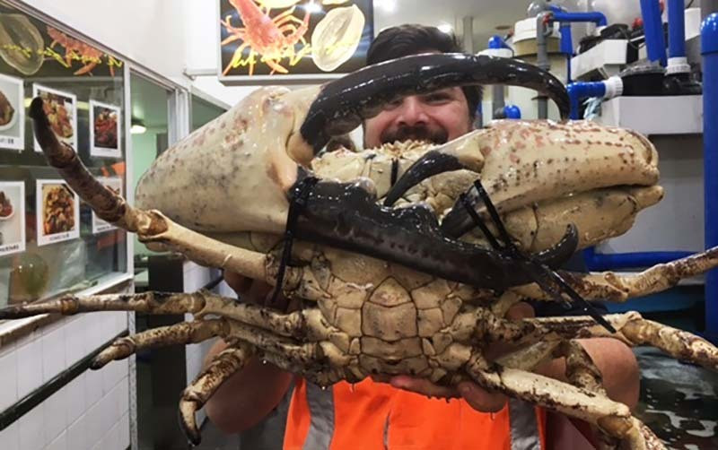 Cua Uc khong lo, di may bay ve cho Tet