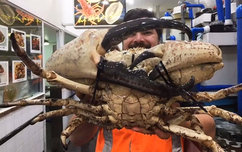 Cua Uc khong lo, di may bay ve cho Tet