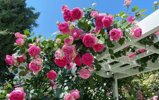 Ep vo ly hon roi hoi cuoi nguoi tinh, khong ngo toi bi tu choi phu