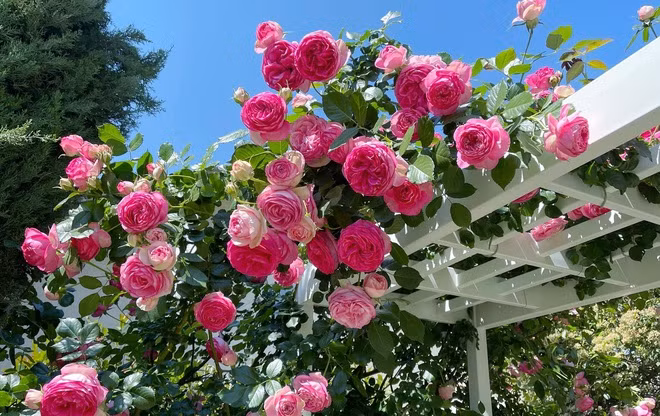 Ép vợ ly hôn rồi hỏi cưới người tình, không ngờ tôi bị từ chối phũ Ep vo ly hon roi hoi cuoi nguoi tinh, khong ngo toi bi tu choi phu