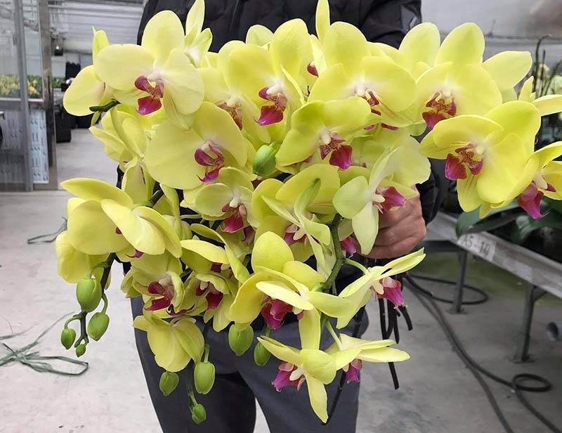 Lan Tran Mong re chua tung co, gom ca bo tang vo 8/3-Hinh-4