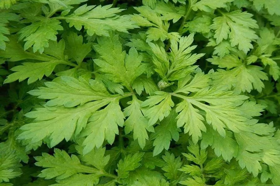 Mot tuan an ngai cuu 1 lan: Loi ich bat ngo, tri nhieu benh kho