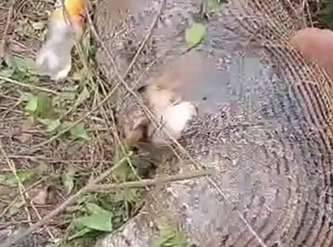 Tran khong lo vo bung chet tham sau khi nuot chung con be