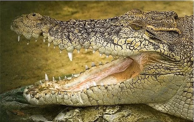 Những hòn đảo nguy hiểm chết người tuyệt đối không được ghé thăm ảnh 7