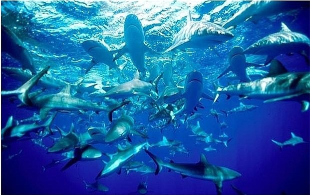 Những hòn đảo nguy hiểm chết người tuyệt đối không được ghé thăm ảnh 4