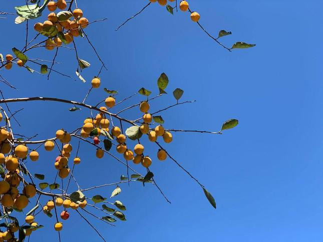 Gioi tre thi nhau check-in ben cay hong gan 200 tuoi o Ninh Binh-Hinh-4