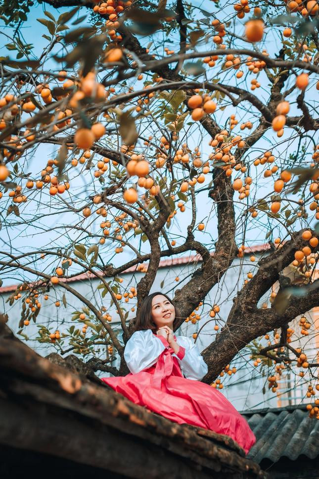 Gioi tre thi nhau check-in ben cay hong gan 200 tuoi o Ninh Binh-Hinh-3