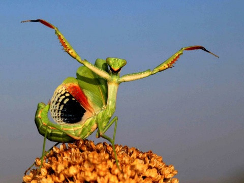 Bọ ngựa được xem là loài côn trùng có lợi vì chúng tiêu diệt nhiều côn trùng có hại. Đặc biệt, chúng còn ăn nhiều loài rệp hại cây. Tuy nhiên, đôi khi chúng cũng ăn cả ong mật và các loại côn trùng có lợi khác.