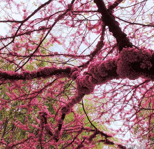 Lá cây có hình tim thuôn nhọn ở đầu, hoặc đôi khi là hình tròn. Kích thước dài khoảng 5-7cm. Bản lá mỏng, có thể có ít lông ở mặt dưới của lá. Lá non có màu xanh hơi ngả vàng. Lá già có màu xanh tươi.