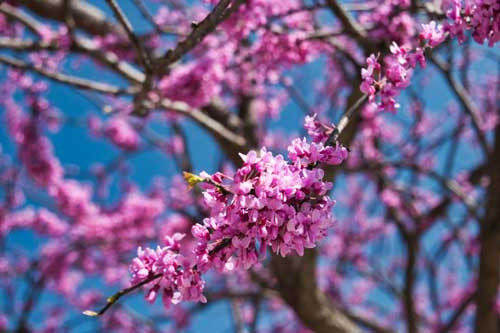 Hoa hạnh phúc có tên khoa học là Cercis canadensis. Đây loài thực vật có hoa trong họ Đậu.