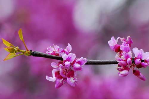 Lá cây có hình tim thuôn nhọn ở đầu, hoặc đôi khi là hình tròn. Kích thước dài khoảng 5-7cm. Bản lá mỏng, có thể có ít lông ở mặt dưới của lá. Lá non có màu xanh hơi ngả vàng. Lá già có màu xanh tươi.