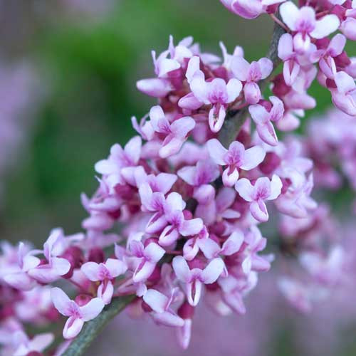 Cây cho hoa quanh năm. Khi cây nở hoa, lá sẽ rụng hết, càng làm tăng thêm vẻ đẹp mê hoặc của hoa. Tại Việt Nam, cây hoa hạnh phúc cho hoa kéo dài suốt 4 tháng, từ cuối Đông sang Xuân.