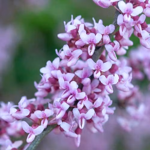 Cây cho hoa quanh năm. Khi cây nở hoa, lá sẽ rụng hết, càng làm tăng thêm vẻ đẹp mê hoặc của hoa. Tại Việt Nam, cây hoa hạnh phúc cho hoa kéo dài suốt 4 tháng, từ cuối Đông sang Xuân.