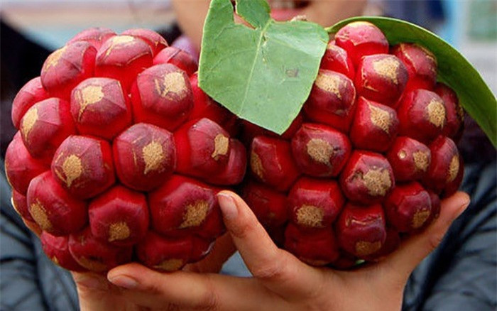 Xuất hiện quả na siêu to, vỏ có viền đỏ khiến nhiều người tranh cãi - Hình 3 Xuat hien qua na sieu to, vo co vien do khien nhieu nguoi tranh cai-Hinh-3