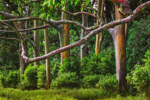 Những loài cây "độc lạ" mà bạn không thể tin chúng tồn tại trên Trái đất - Hình 4 Nhung loai cay