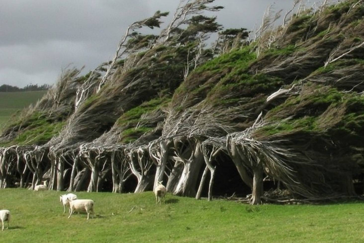 Những loài cây "độc lạ" mà bạn không thể tin chúng tồn tại trên Trái đất - Hình 16 Nhung loai cay