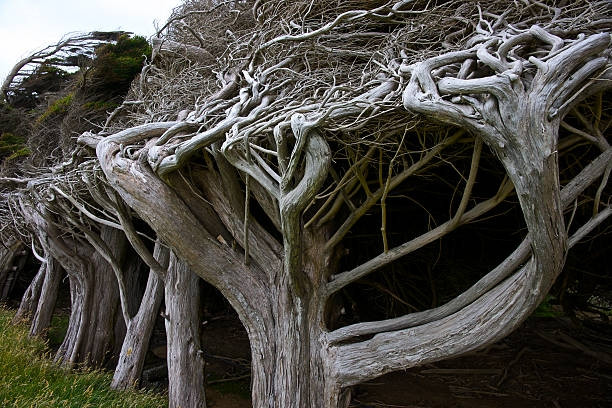 Những loài cây "độc lạ" mà bạn không thể tin chúng tồn tại trên Trái đất - Hình 14 Nhung loai cay