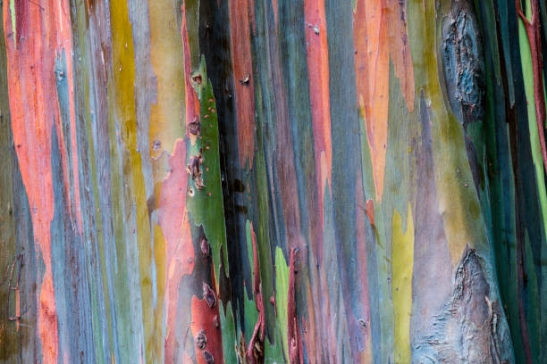 Những loài cây "độc lạ" mà bạn không thể tin chúng tồn tại trên Trái đất - Hình 5 Nhung loai cay