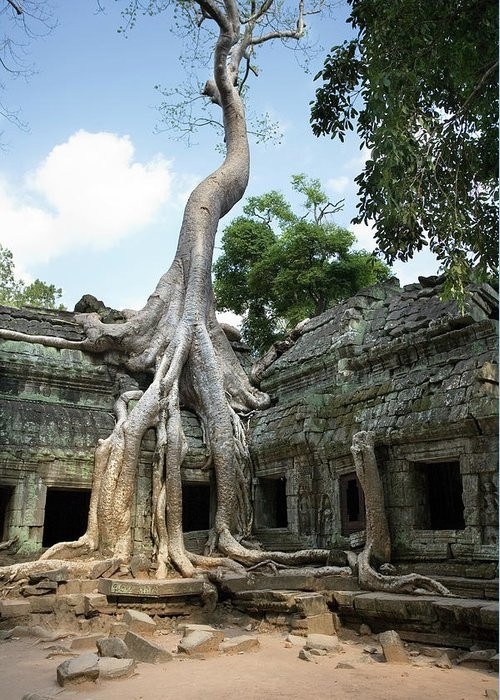 Những loài cây "độc lạ" mà bạn không thể tin chúng tồn tại trên Trái đất - Hình 11 Nhung loai cay