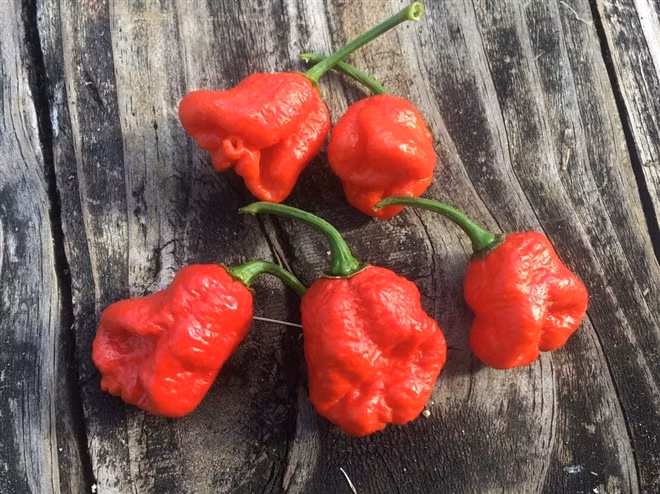 Loai ot dang so nhat the gioi nay van co the gay tu vong tuc thi