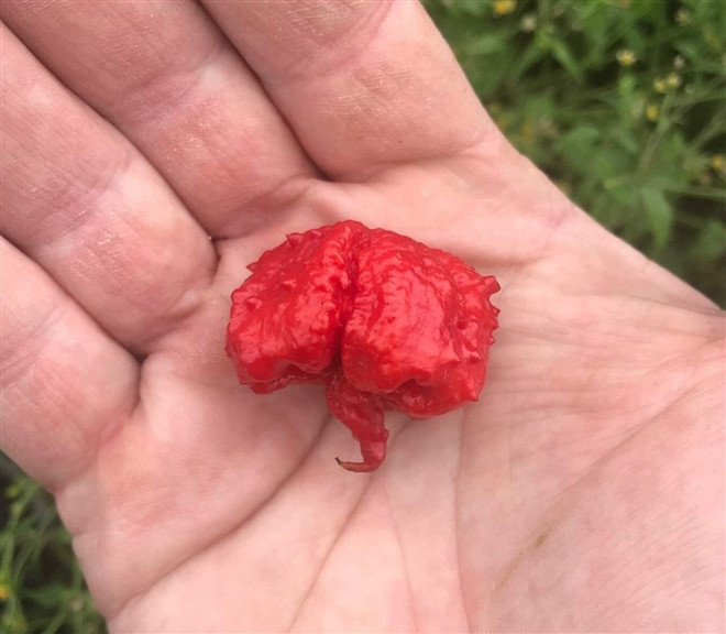 Loai ot dang so nhat the gioi nay van co the gay tu vong tuc thi-Hinh-3