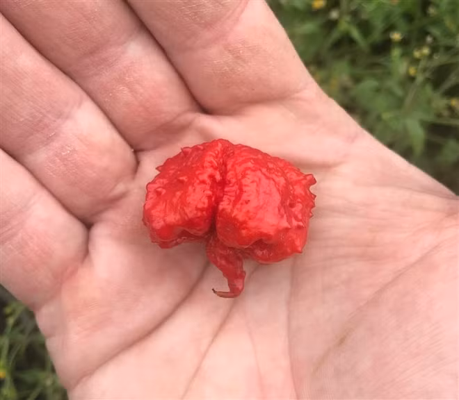 Loai ot dang so nhat the gioi nay van co the gay tu vong tuc thi-Hinh-3