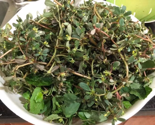 Loai rau dai moc day o Viet Nam mang sang nuoc ngoai tro thanh 