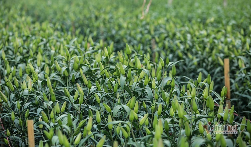Lang hoa Ha Noi dang ngoi tren dong lua vi dich COVID-19-Hinh-8