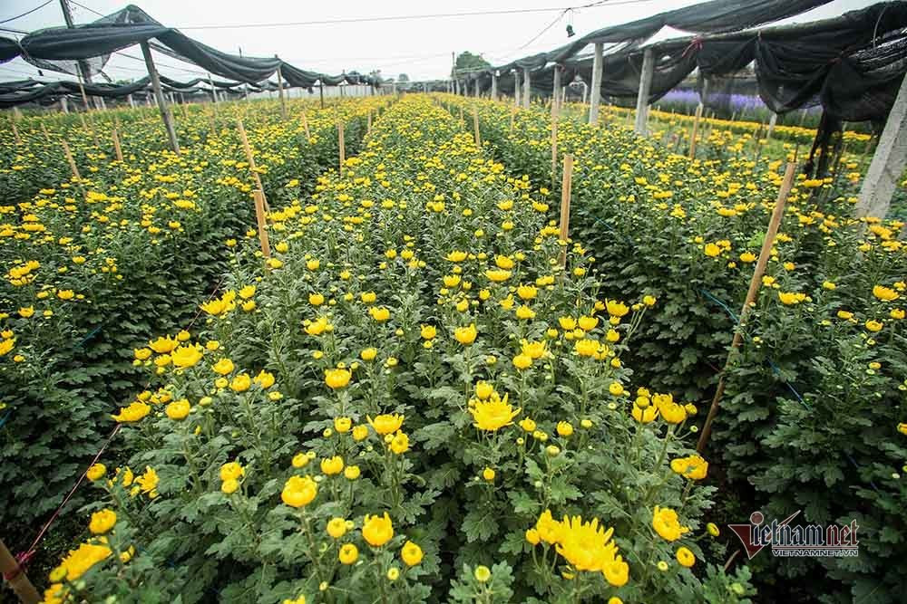 Lang hoa Ha Noi dang ngoi tren dong lua vi dich COVID-19-Hinh-3