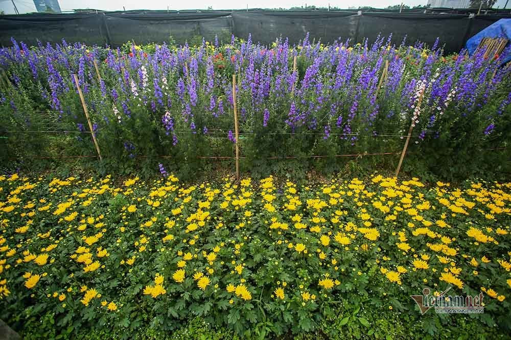 Lang hoa Ha Noi dang ngoi tren dong lua vi dich COVID-19-Hinh-7