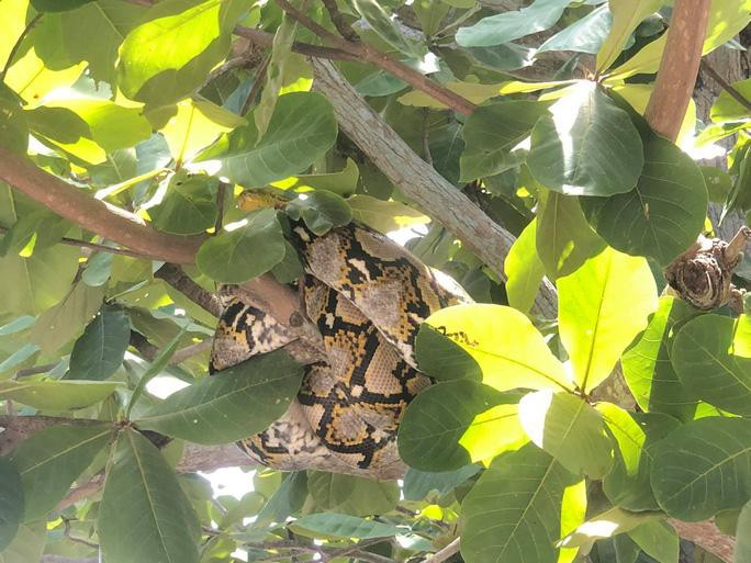 Tran gam quy hiem xuat hien trong san truong o Quang Nam