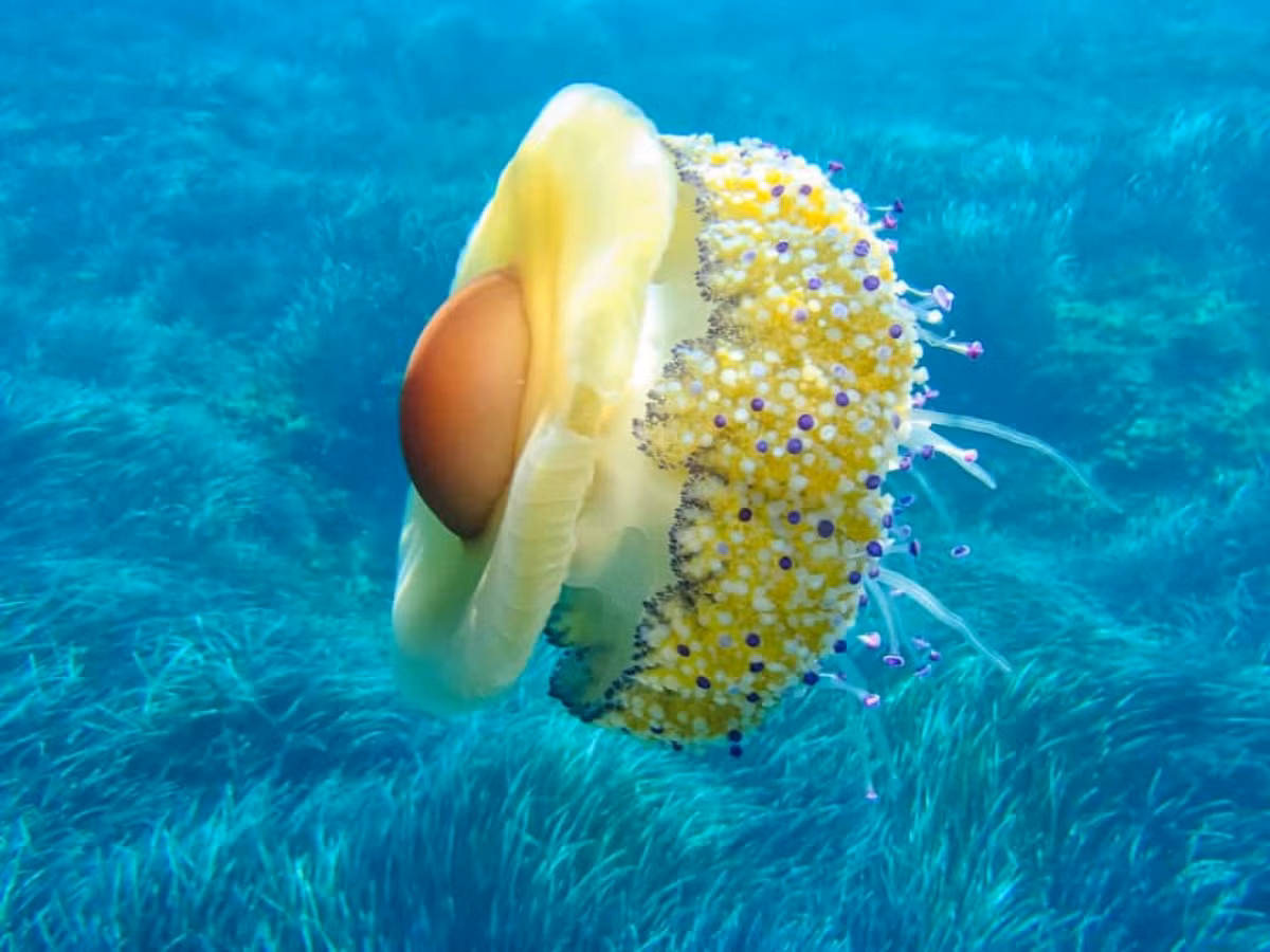 Có một loài sứa trông giống hệt như một quả trứng chiên vì thế nó được gọi là sứa trứng chiên.