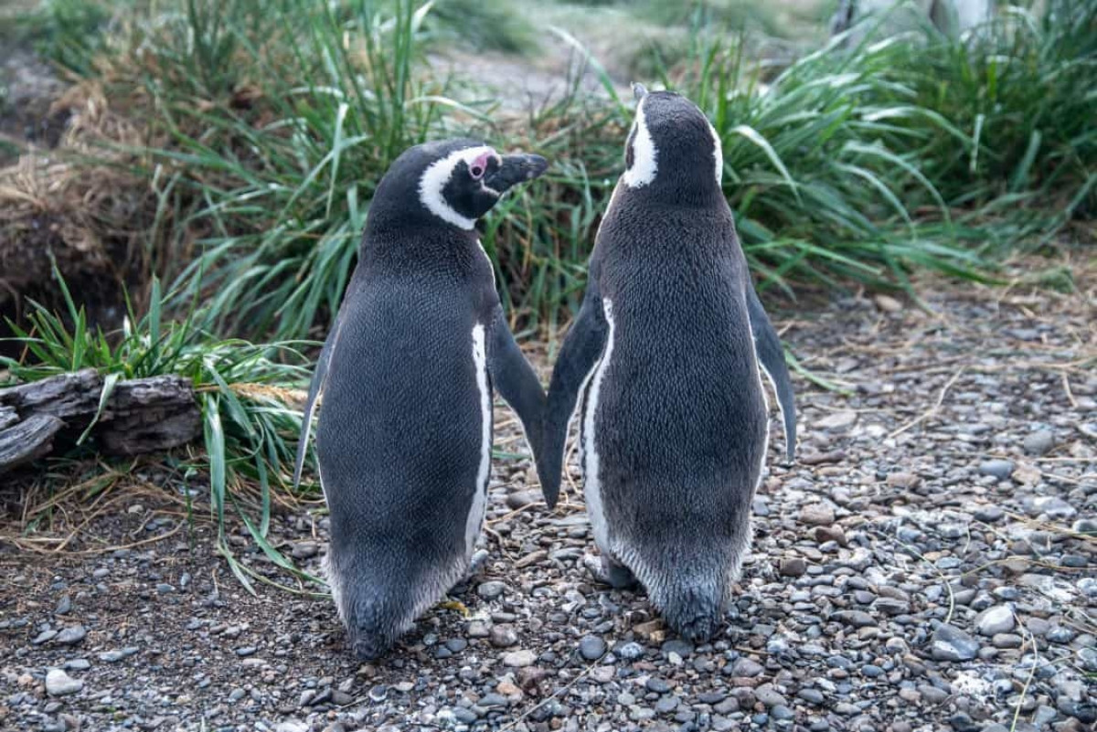 Những chú chim cánh cụt được cho là những sinh vật rất đáng yêu khi chúng kết đôi và sinh sống với nhau suốt đời. Những chú chim cánh cụt đực thậm chí còn cầu hôn người bạn đời của nó bằng cách tặng cho đối phương một viên sỏi.