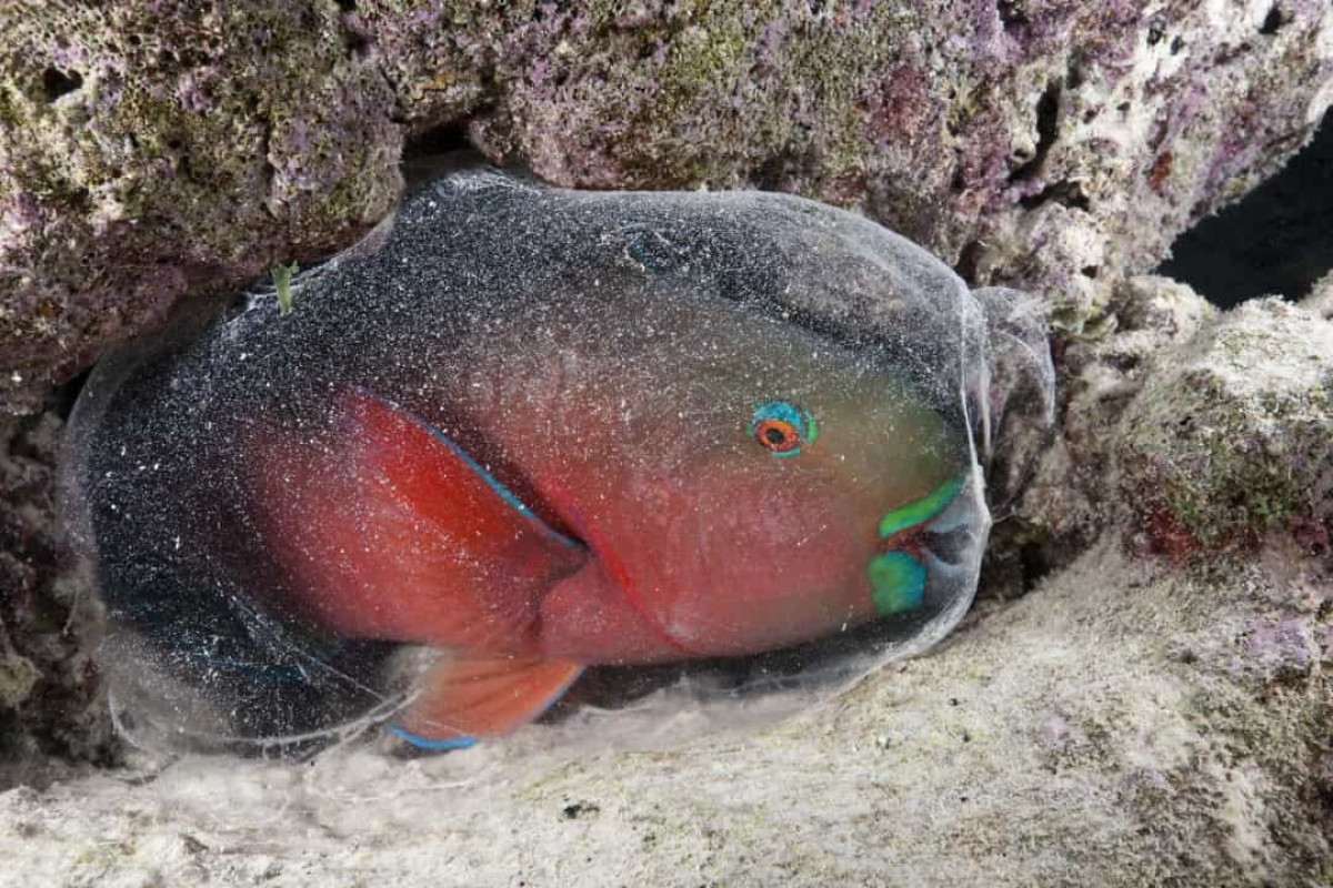 Cá vẹt ngủ trong một cái kén được tạo thành từ chính chất nhầy của nó nhằm che giấu mùi của nó trước những kẻ săn mồi.