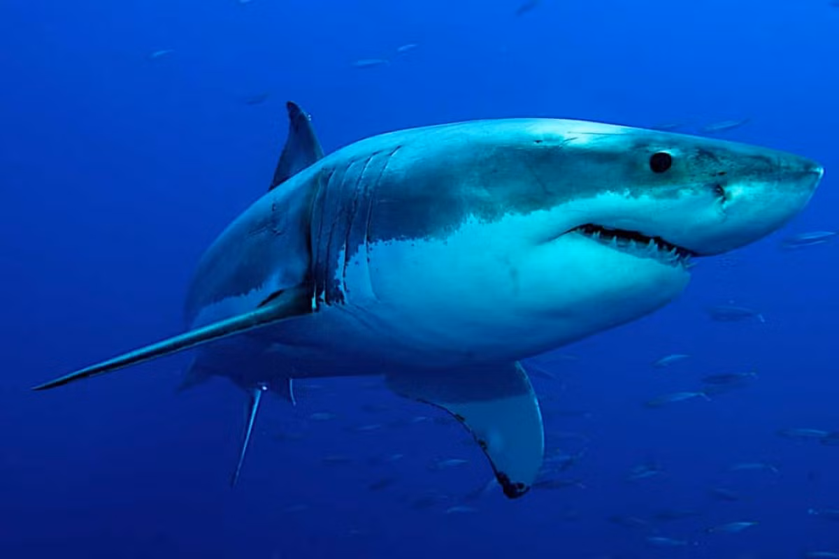 Nếu một chú cá mập bị mất một chiếc răng, nó sẽ mọc lại chiếc răng mới cho dù bao nhiêu tuổi. Điều này là bởi răng của cá mập thực sự là một loại vảy và về lý thuyết thì không phải là một chiếc răng.