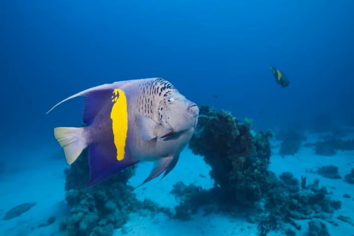 Mối quan hệ giữa những con cá thiên thần sâu sắc tới nỗi nếu một trong hai con chết đi, con còn lại sẽ không kết đôi với con khác trong suốt phần đời còn lại.